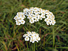 Example image